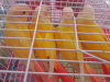 Sun cheek conure